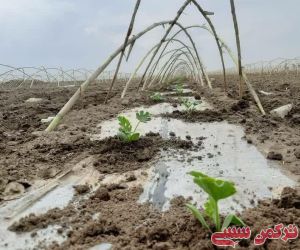 c_300_250_16777215_10_images_91098.jpg